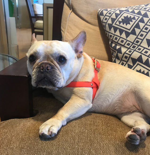 CF Office Becomes Dog Friendly – 2017